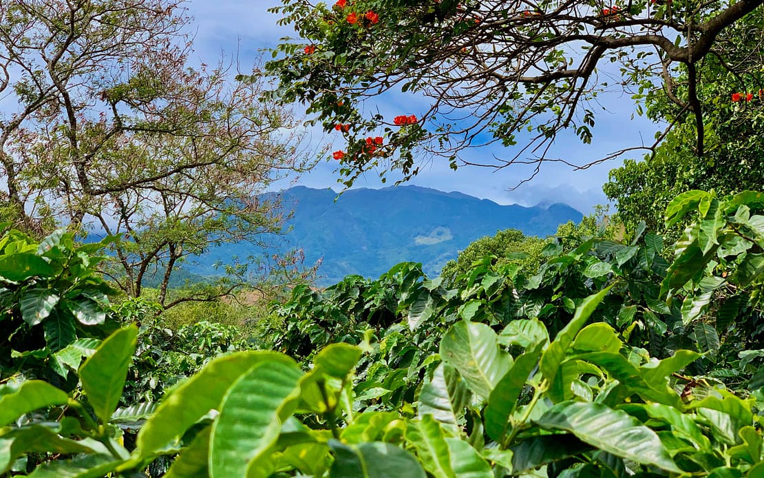 Boquete Coffee Farm for sale Roots Real Estate